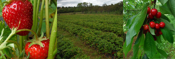 
La Saison des Fraises est en Route ! 